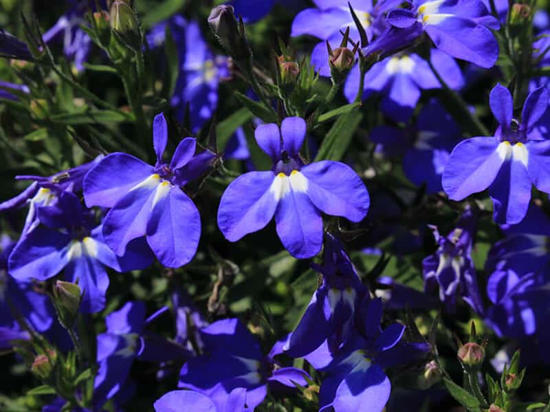 Lobelia Sapphire