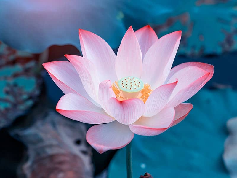 Lotus Flower