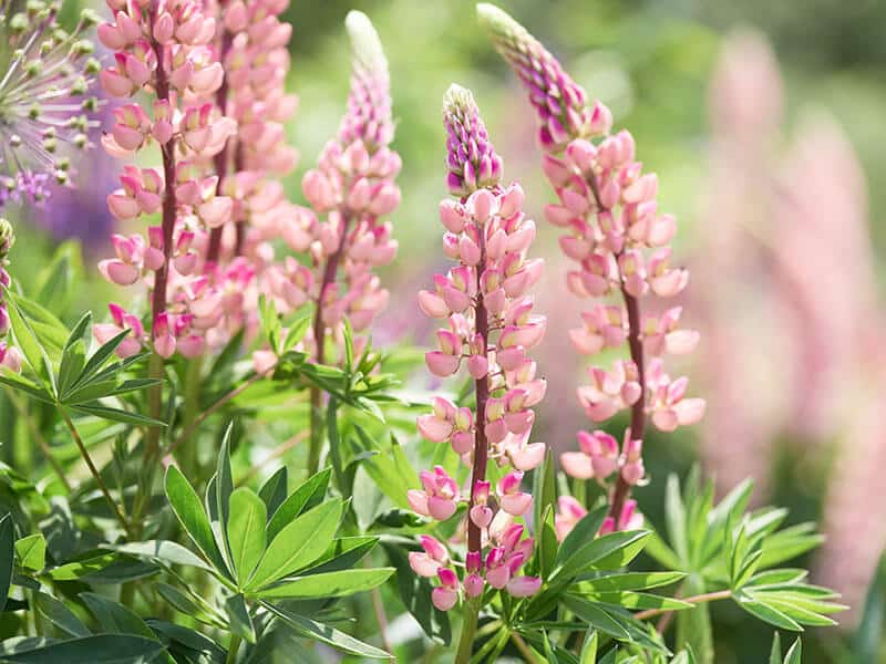 Lupin Flower