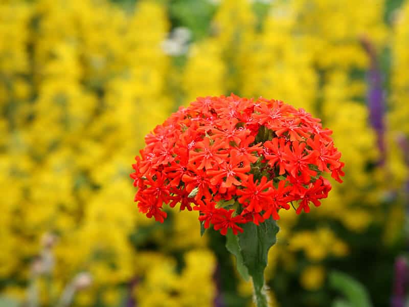 Maltese Cross