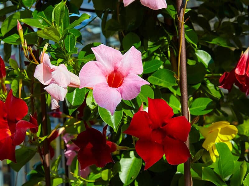 Mandevilla Laxa