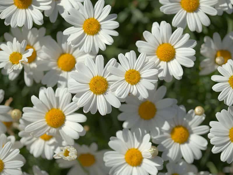 Marguerite Daisy