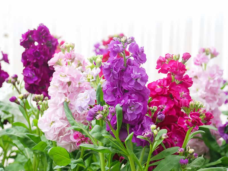 Matthiola Incana