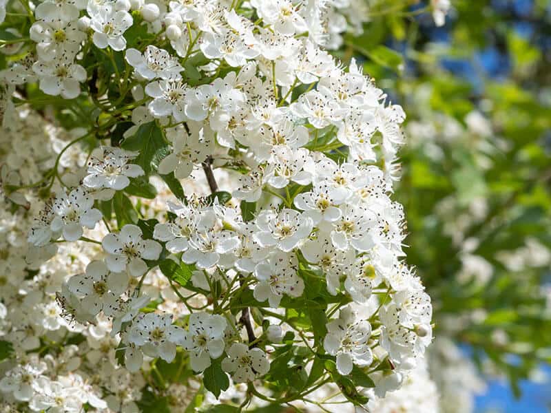 Mayflower Crataegus