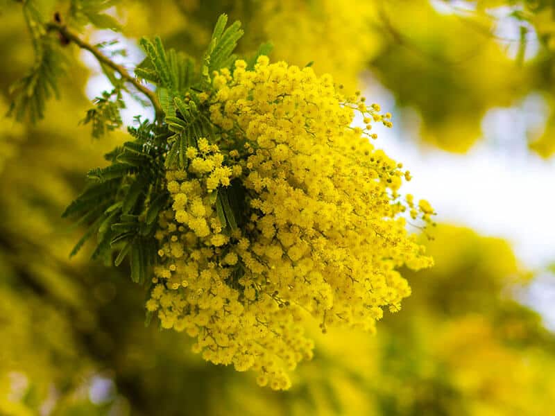 Mimosa Flower