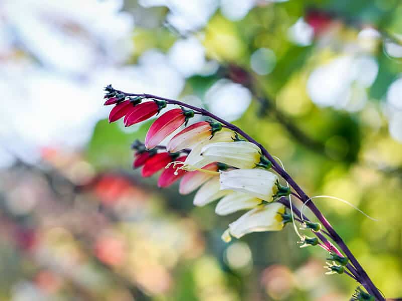 Mina Lobata