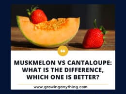 Muskmelon Vs Cantaloupe