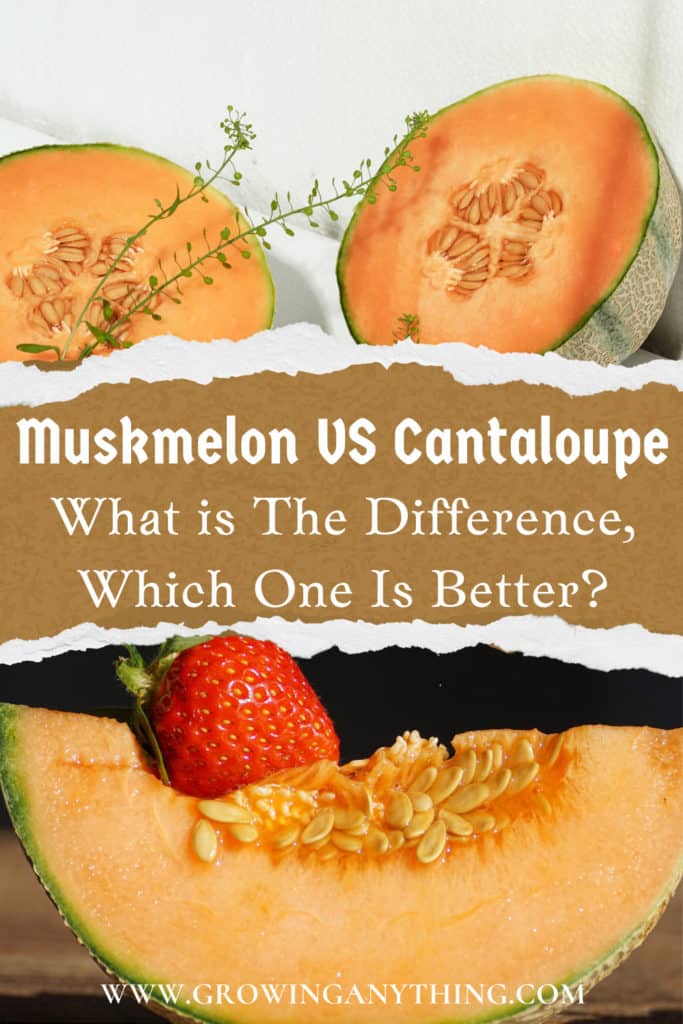 Muskmelon Vs Cantaloupe