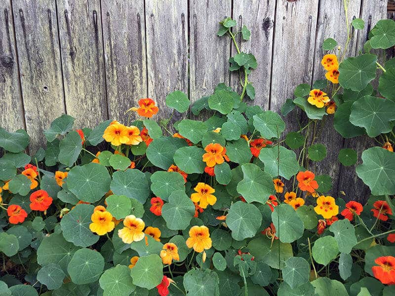 Nasturtium Glory