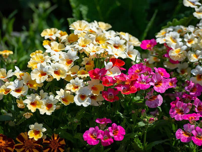 Nemesia Sansatia