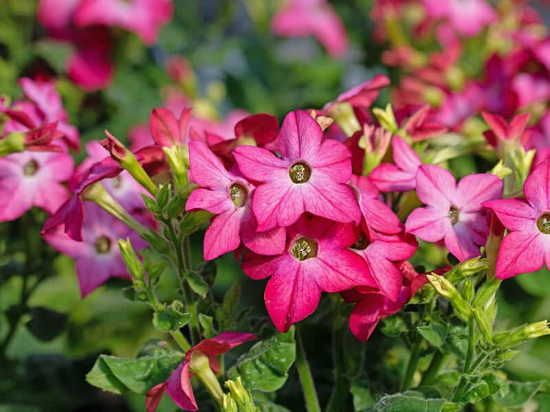 Nicotiana Plant