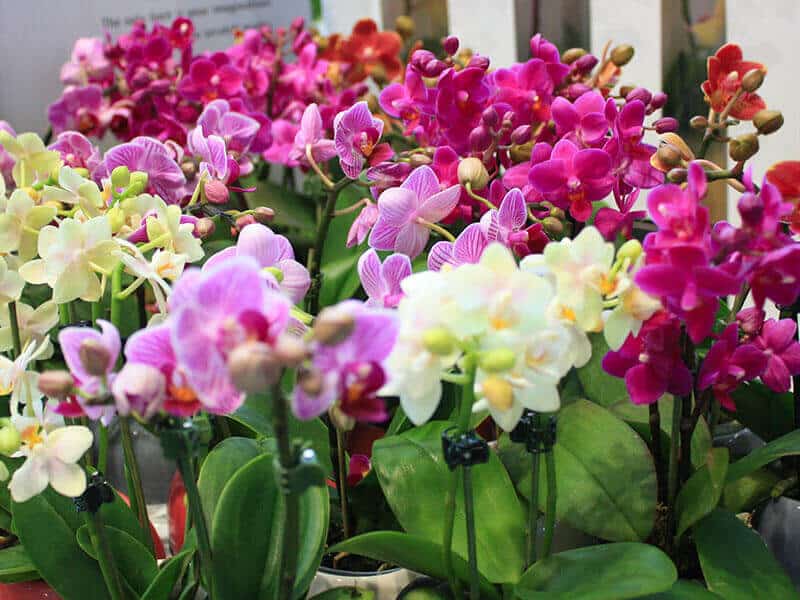 Orchid Flowers