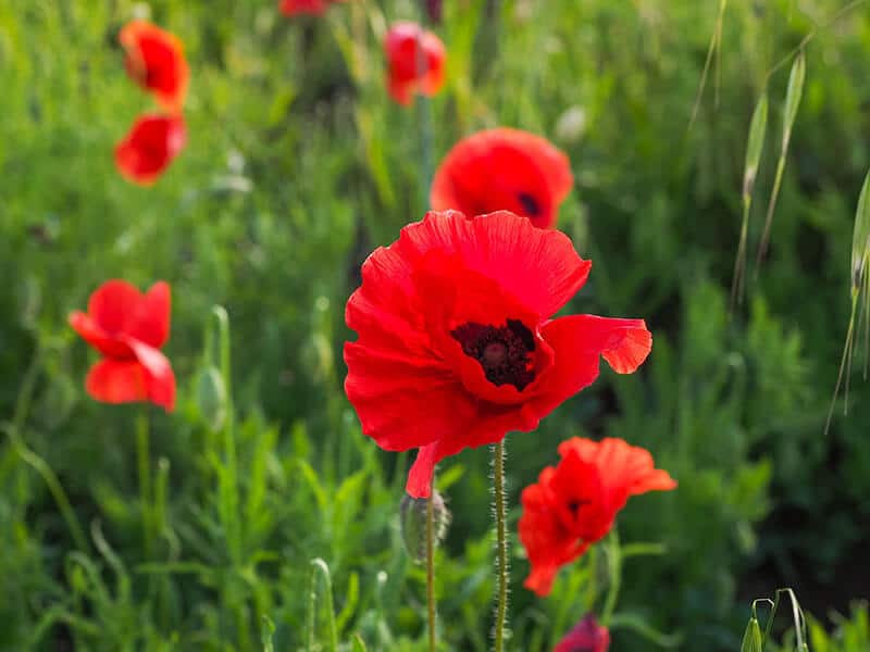 Oriental Poppies