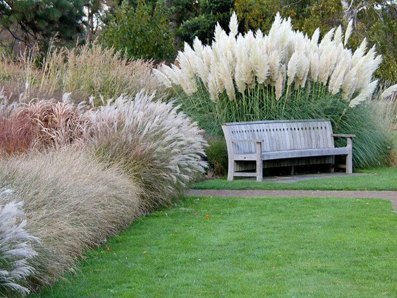 Ornamental Grass Gardens