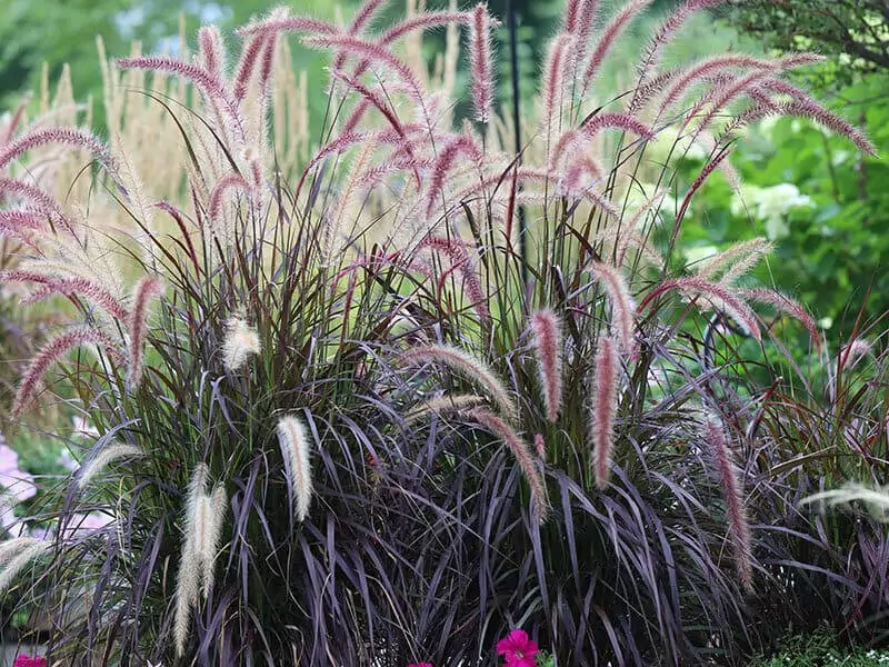 Ornamental Grass