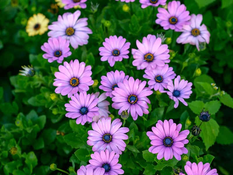 Osteospermum Garden