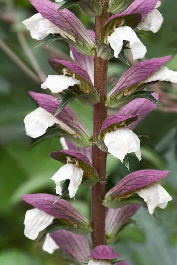 Oyster Plant