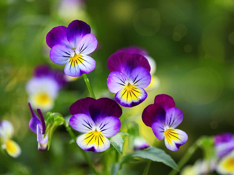 Pansy Flower