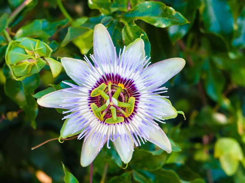 Passion Flower