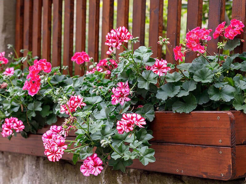 Pelargonium Flower