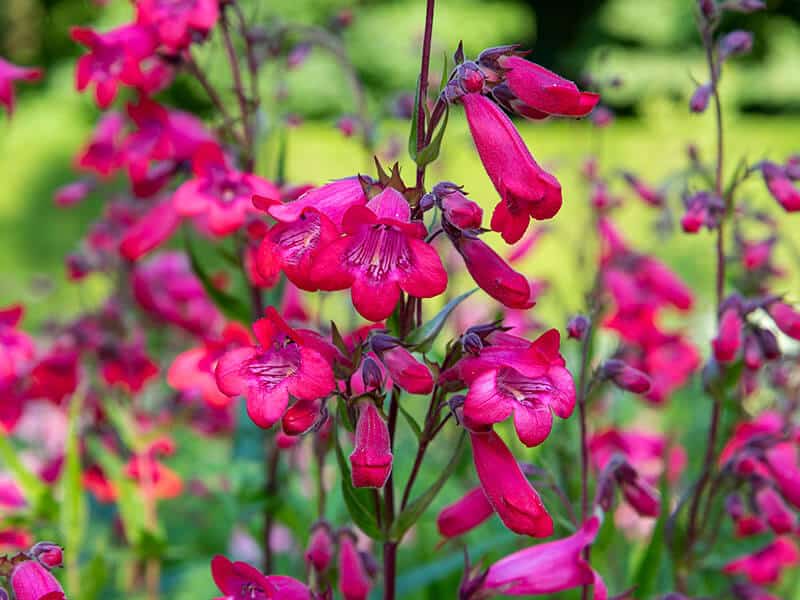 Penstemon Schoenholzeri