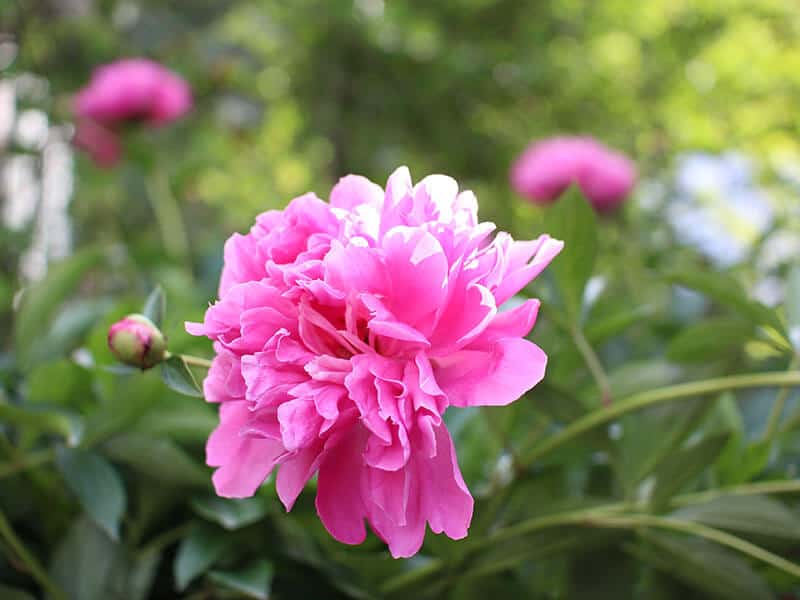 Peony Blossomed