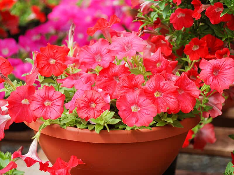 Petunias Traypetunia