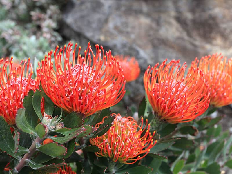 Pincushion Flower