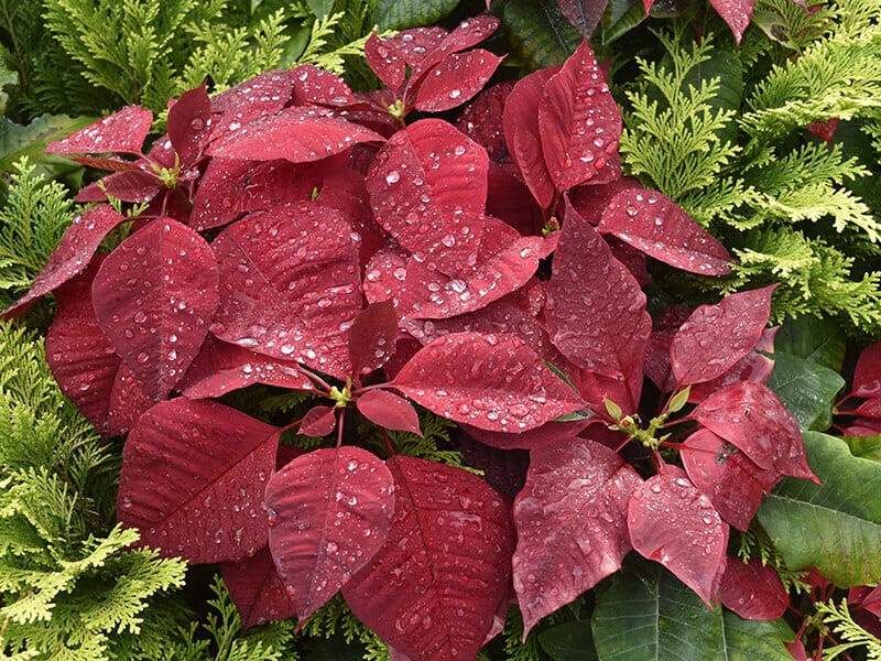 Poinsettia Droplets