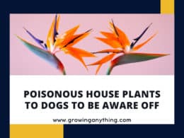 Poisonous House Plants To Dogs