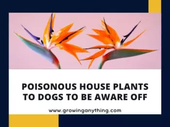 Poisonous House Plants To Dogs