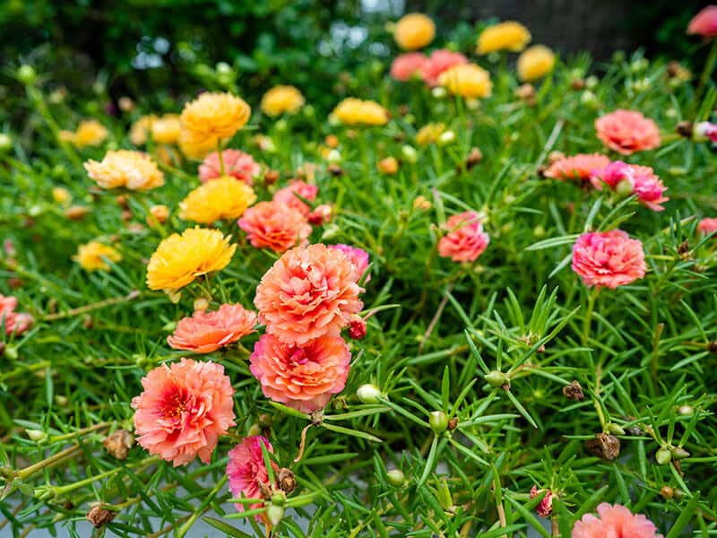 Portulaca Grandiflora