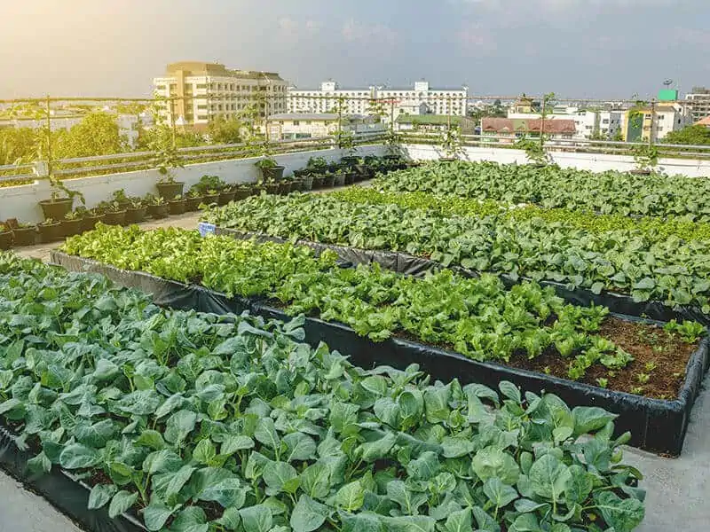 Roof Gardens