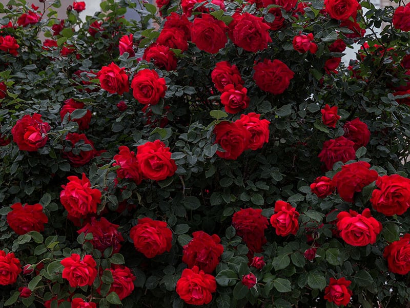 Roses Nature