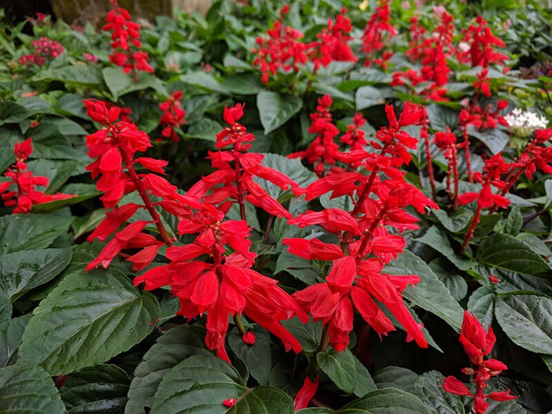 Salvia Splendens