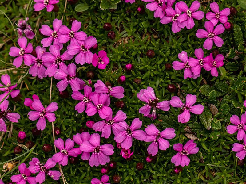 Saponaria Ocymoides