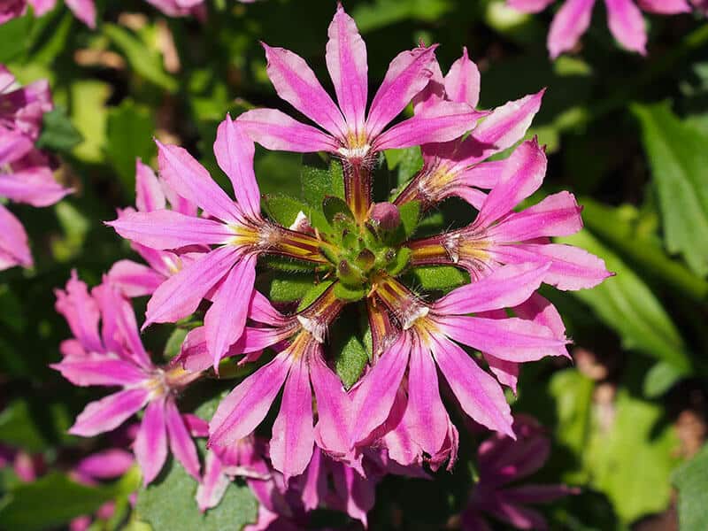 Scaevola Flower