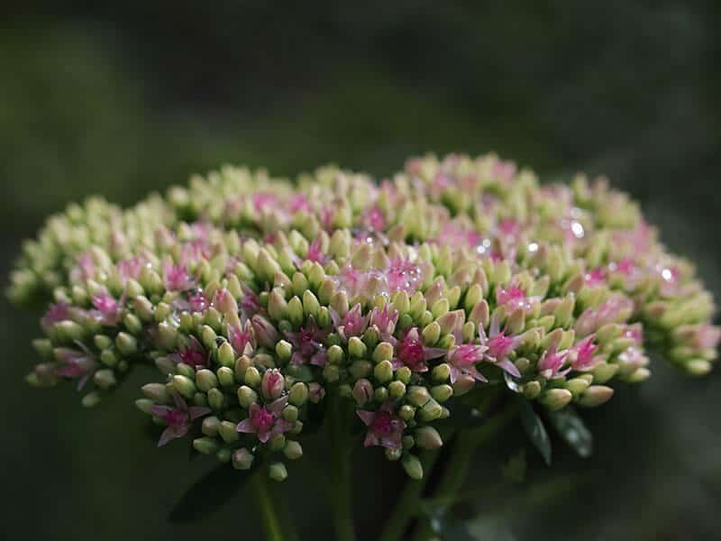 Sedum Flower