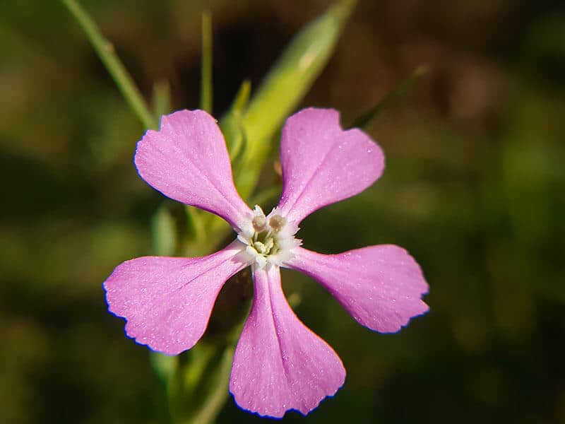 Silene Conoidea