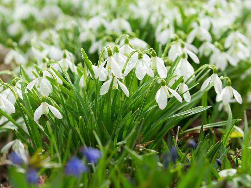 Snowdrop Flowers