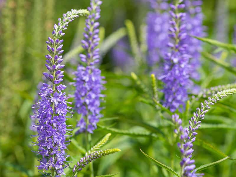 Speedwell Veronica