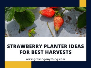 Strawberry Planter Ideas