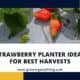 Strawberry Planter Ideas