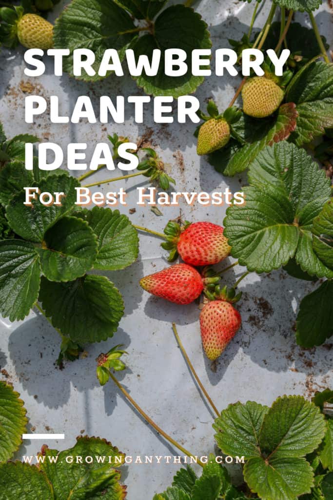 Strawberry Planter Ideas