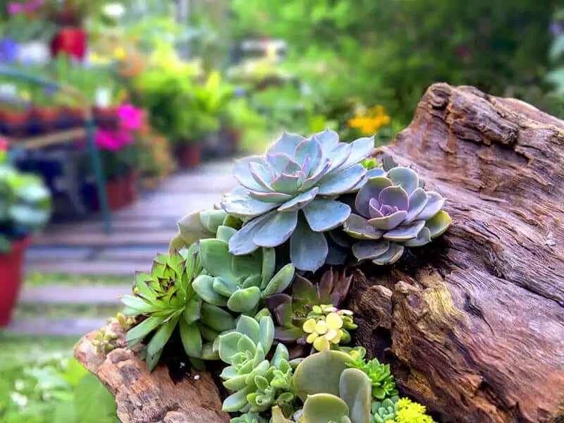 Succulent Gardens