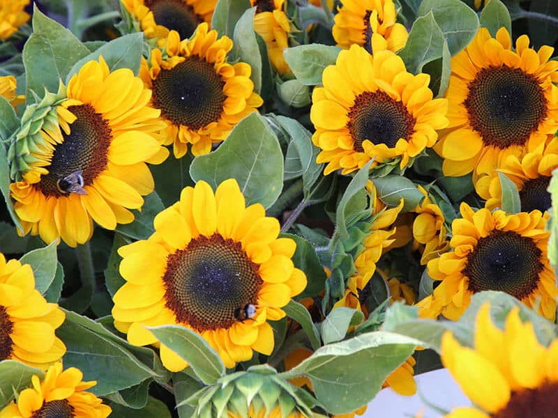 Sunflowers Little