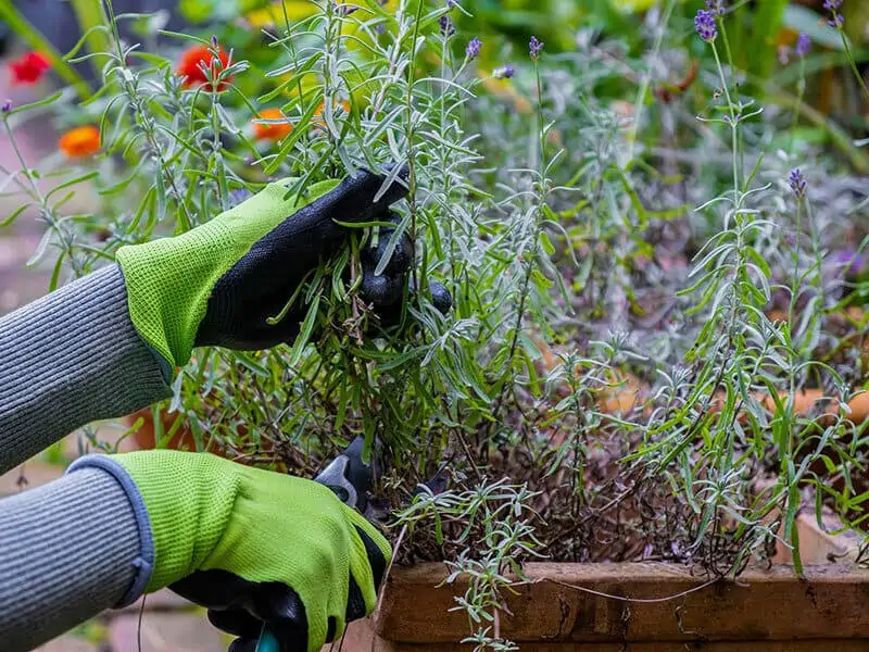 Therapeutic Gardens