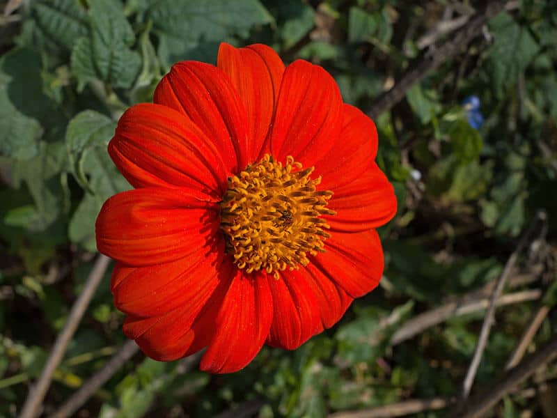 Tithonia Garden