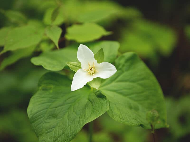 Trillium Flower