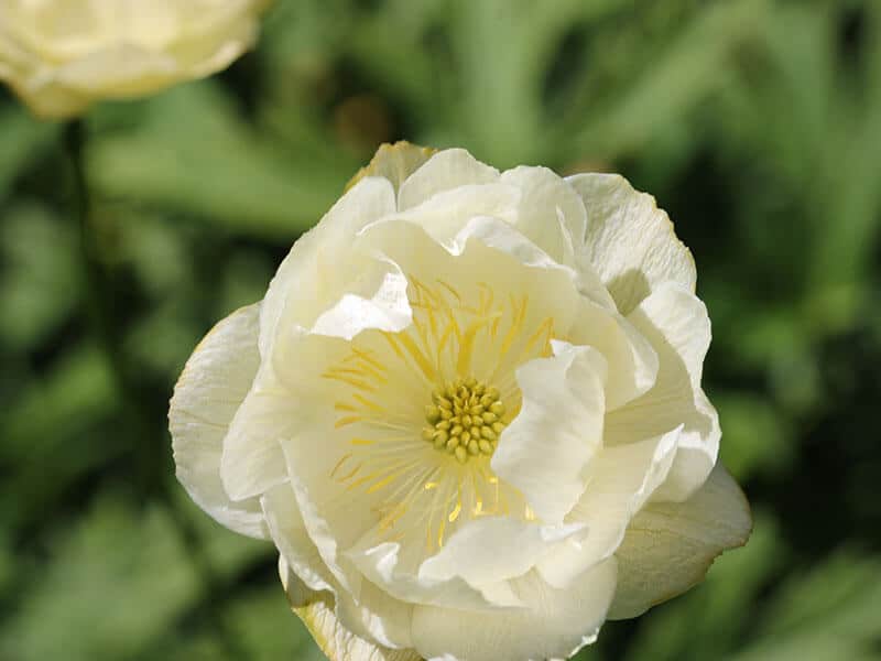 Trollius Flower